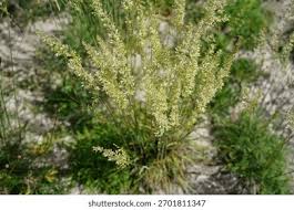 Attēlu rezultāti vaicājumam “Koeleria glauca leaf”