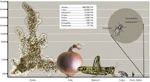 Image result for genome sizes