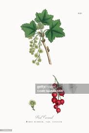 Attēlu rezultāti vaicājumam “Ribes rubrum leaf”