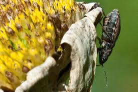 Attēlu rezultāti vaicājumam “Nithecus jacobaeae”