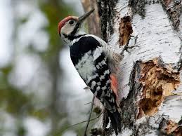 Attēlu rezultāti vaicājumam “Dendrocopos leucotos male”