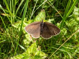 Attēlu rezultāti vaicājumam “Aphantopus hyperantus”