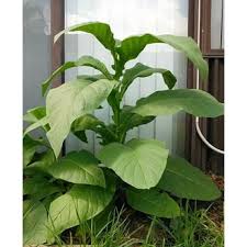 Attēlu rezultāti vaicājumam “Nicotiana tabacum leaf”