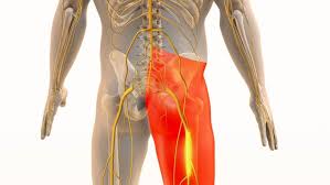 Attēlu rezultāti vaicājumam “Cribraria piriformis young”