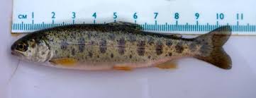 Image result for Mylopharodon conocephalus