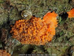 Attēlu rezultāti vaicājumam “Tubifera sp.”