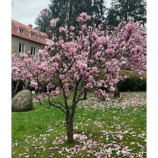 Attēlu rezultāti vaicājumam “Magnolia”