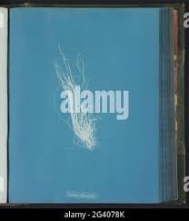 Attēlu rezultāti vaicājumam “Lemanea fluviatilis”