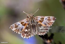 Attēlu rezultāti vaicājumam “Carcharodus floccifera”