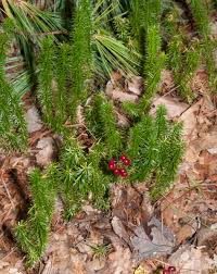 Attēlu rezultāti vaicājumam “Huperzia selago”