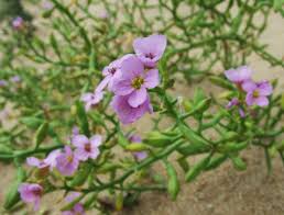 Attēlu rezultāti vaicājumam “Cakile maritima subsp. baltica flower”