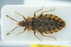 Attēlu rezultāti vaicājumam “Aradus betulae”