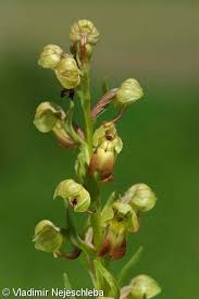Attēlu rezultāti vaicājumam “Coeloglossum viride”