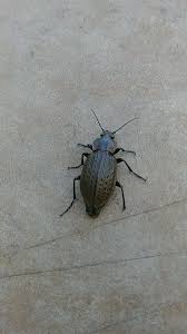 Attēlu rezultāti vaicājumam “Carabus cancellatus”