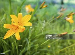 Attēlu rezultāti vaicājumam “Hemerocallis lilioasphodelus”