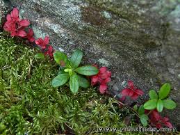 Attēlu rezultāti vaicājumam “Exobasidium splendidum”