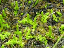 Attēlu rezultāti vaicājumam “Lycopodiella inundata”