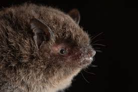 Attēlu rezultāti vaicājumam “Myotis sp.”