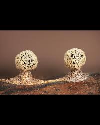 Attēlu rezultāti vaicājumam “Didymium sp.”