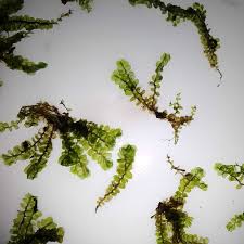 Attēlu rezultāti vaicājumam “Jungermannia subulata”