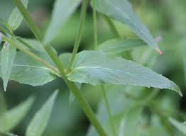Attēlu rezultāti vaicājumam “Epilobium montanum leaf”
