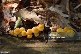 Attēlu rezultāti vaicājumam “Lycogala cf. oleocrystalliferum macro”