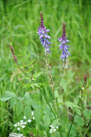 Attēlu rezultāti vaicājumam “Galega orientalis leaf”