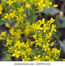 Attēlu rezultāti vaicājumam “Rorippa sylvestris leaf”