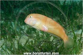 Image result for Xyrichtys novacula