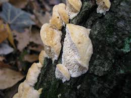 Attēlu rezultāti vaicājumam “Hypnum pallescens sporophyte”