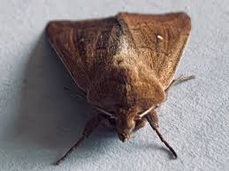 Attēlu rezultāti vaicājumam “Cribraria cancellata var. fusca stalked”