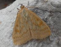 Attēlu rezultāti vaicājumam “Sitochroa verticalis”