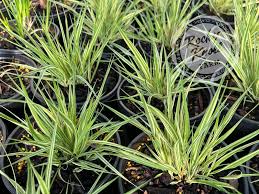 Attēlu rezultāti vaicājumam “Molinia caerulea leaf”