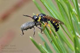 Attēlu rezultāti vaicājumam “Cerceris arenaria”