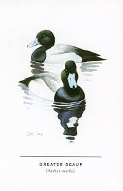 Image result for Aythya marila