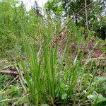 Attēlu rezultāti vaicājumam “Melica nutans flower”