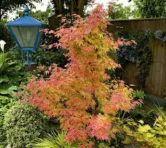Image result for Acer palmatum `Orange Dream`