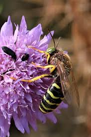 Attēlu rezultāti vaicājumam “Bembix rostrata”