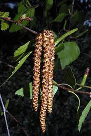Attēlu rezultāti vaicājumam “Betula humilis female flower”