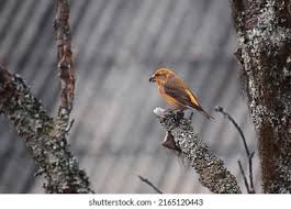 Attēlu rezultāti vaicājumam “Loxia pytyopsittacus male”