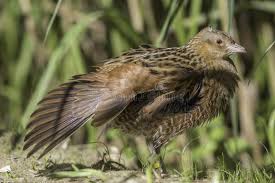 Attēlu rezultāti vaicājumam “Crex crex eggs”