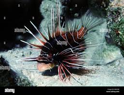 Image result for Pterois radiata