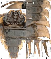 Attēlu rezultāti vaicājumam “Gynaephora selenitica larva”