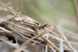 Attēlu rezultāti vaicājumam “Canephora hirsuta”