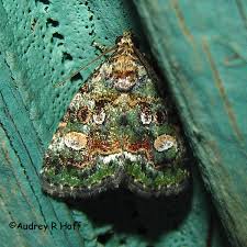 Attēlu rezultāti vaicājumam “Diachea muscorum macro”