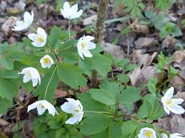 Attēlu rezultāti vaicājumam “Isopyrum thalictroides flower”
