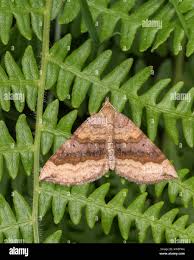 Attēlu rezultāti vaicājumam “Scotopteryx chenopodiata”