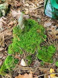 Attēlu rezultāti vaicājumam “Calliergonella cuspidata sporophyte”