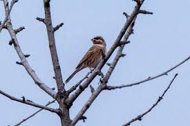 Image result for Emberiza leucocephalos
