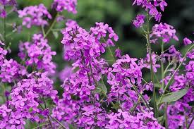 Attēlu rezultāti vaicājumam “Hesperis matronalis”